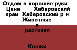 Отдам в хорошие руки  › Цена ­ 1 - Хабаровский край, Хабаровский р-н Животные и растения » Кошки   